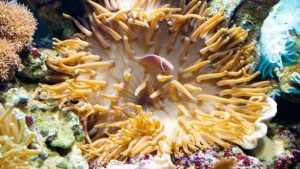 yellow sea anemones