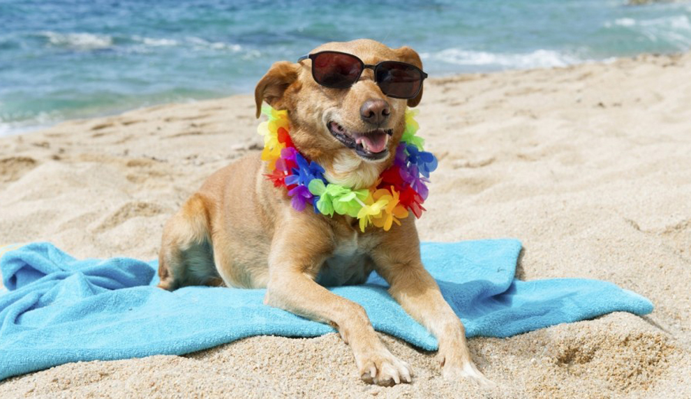 dog on beach