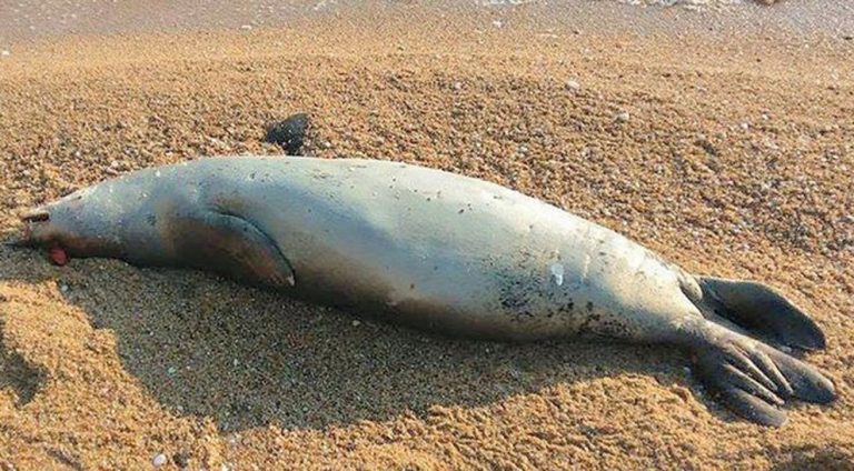 Fokia nekri se paralia