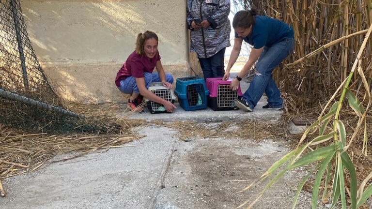 Steirosi gaton dilos