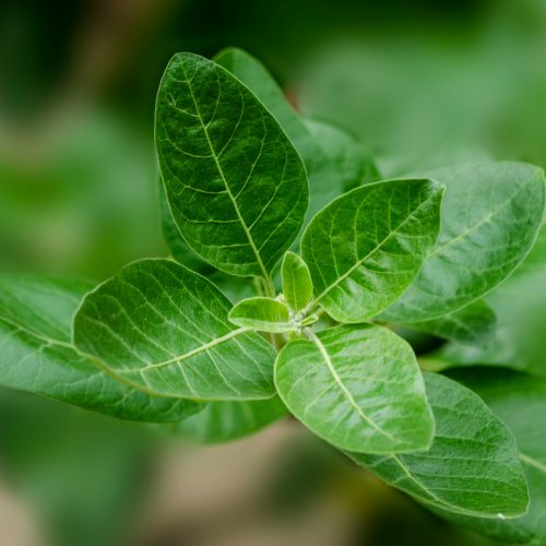 Adaptogens: Τα Φυτικά Superfoods που Βοηθούν το Σώμα να Αντιμετωπίσει το Στρες